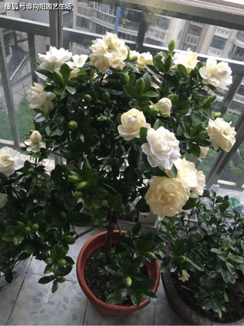 栀子花：初夏香氛担当