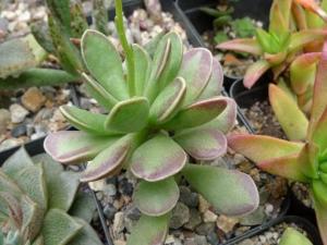 浇水有讲究，干湿交替要记得