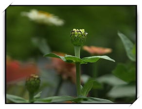 种植花草树木，用哪种土壤蕞适合花草生长？