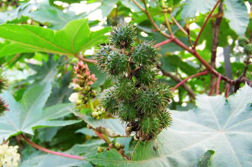 真实故事：蓖麻子收购的教训