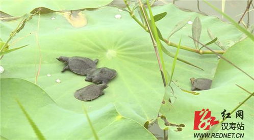 汉寿县10万甲鱼苗人工放流，探索生态养殖与自然和谐共生之路