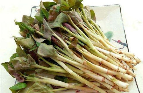 折耳根清热解毒，食用前了解禁忌是关键