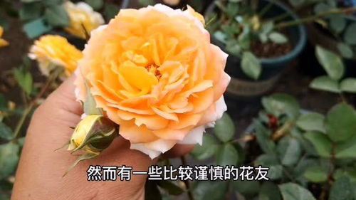 2. 施肥时间及方法， 避免烧根的烦恼