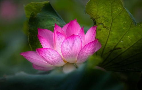 莲花：出淤泥而不染