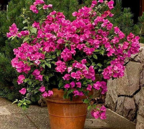 三角梅、 马斯特石竹，福建常见花卉