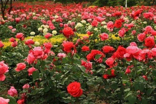 第十届中国（阜阳）月季展览会即将举行