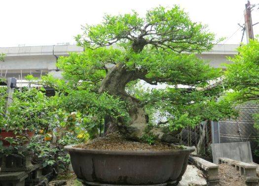 （盆栽可行性解析）