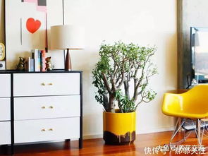 盆栽养护技巧，如何让大盆栽茁壮成长