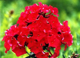 耐寒的宿根花卉与耐阴常绿植物的魅力