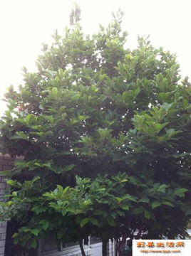 二十年的玉兰树