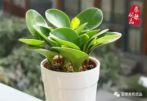 吸二手烟克星，养花护健康，绿色生活必备！