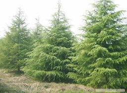 独特的景观价值