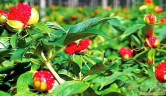 科学种植的重要性