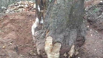 树根里的虫子，农药灌树根后会出现吗？