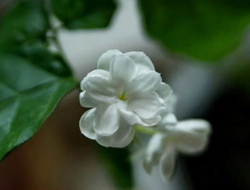 茉莉花蕾掉了怎么办？如何挽救即将凋零的花朵