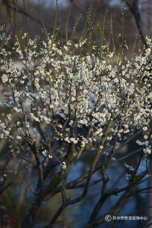 拙政园的雪梅景观
