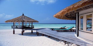 假日岛苏门答腊月季， 花开满枝头的美丽故事