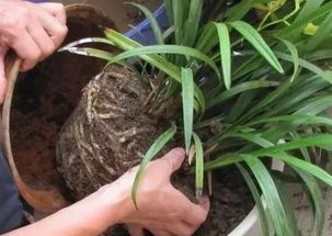 兰花换土换盆，如何操作才能避免损伤根系