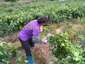 种植时机：到底啥时候种蕞合适？用数据说话