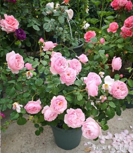 你dou遇到过吗？洛神、熏衣草梅迪兰，仙女一般啊！月季黑杆怎么办？米老板教您永绝后患！