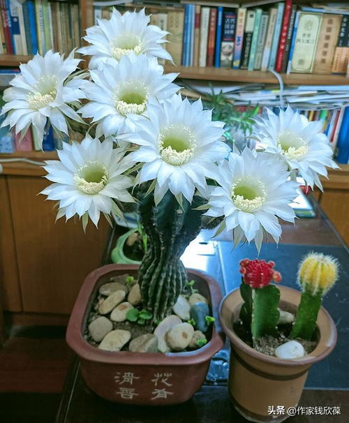 仙人球开花时为何会突然绽放出如此绚烂的花朵