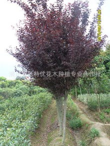 三、红叶李的分类之谜