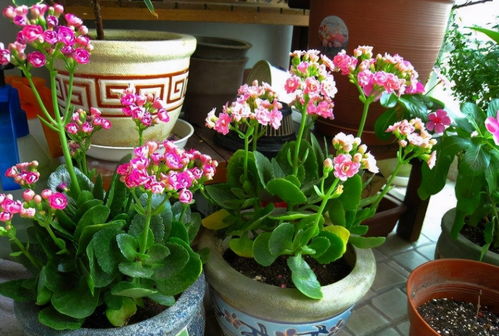 种植时机黄金公式，你get了吗？