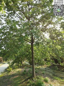 （1）榉树寓意着智慧