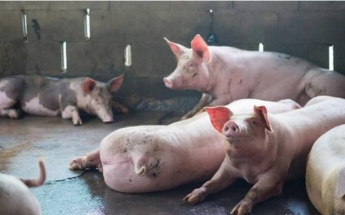饲料中添加金霉素会不会导致猪的采食量下降或减少？