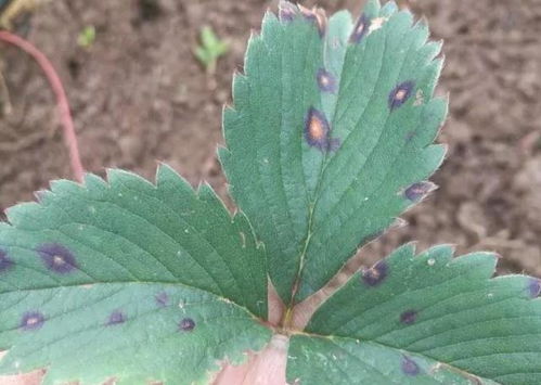 山楂树锈病：枝条枯死的秘密