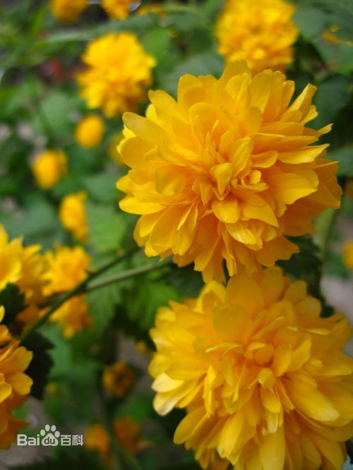 棣棠花：观赏类植物