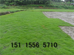 黄河沿线居民， 忒别提醒