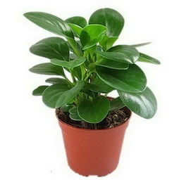 青叶碧玉养殖技巧与注意事项全攻略，打造完美花坛！