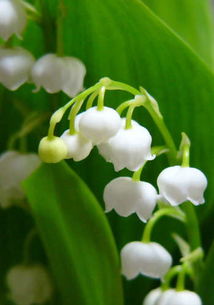 文学与电影的启示：铃兰的情感表达