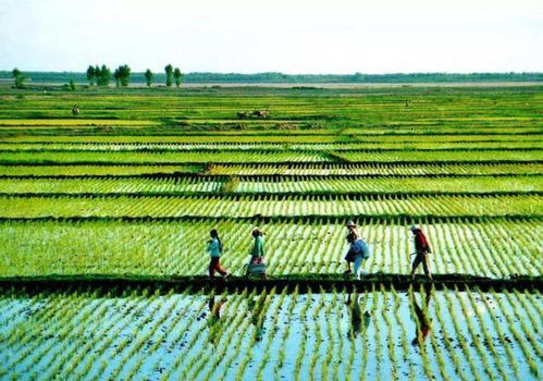 宁波海关截获的走私种子情况