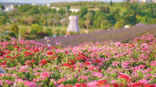 适合中层搭配的花草品种