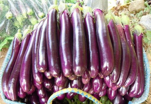 茄子种植小贴士：与哪些蔬菜为伍？