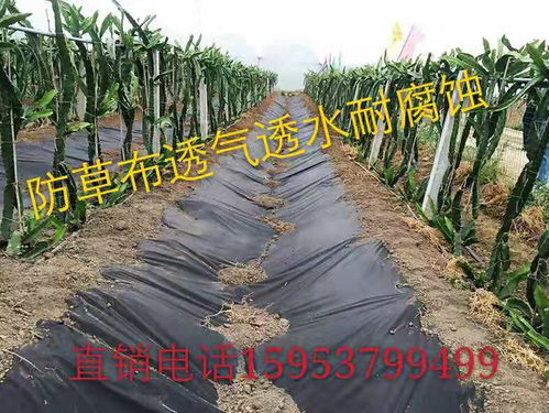 防草布对果树生长有负面影响吗？