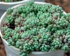 二、 夏季养护要点