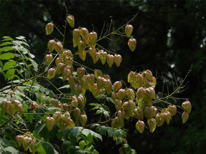栾树的果实种植之谜