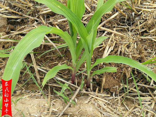 一、除草剂和杀虫剂Neng不Neng混用？