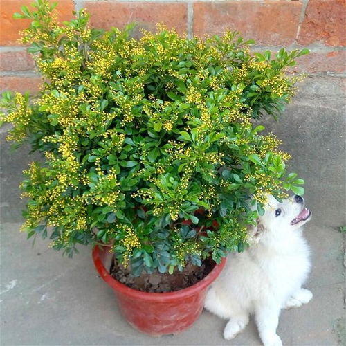米兰这个季节怎么养？如何让花朵更加艳丽