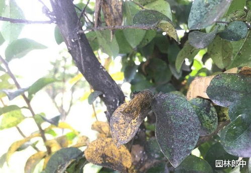 紫薇树遭虫害，该如何是好？