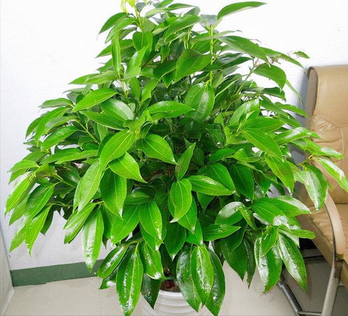 平安树的光杆难题