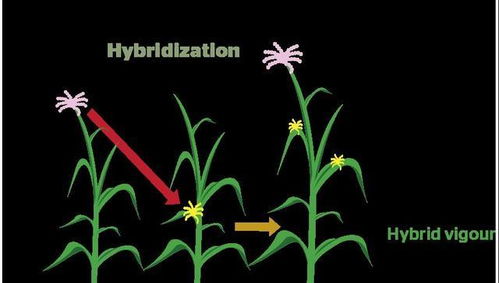 技术封锁与成本之谜