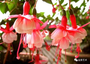 芙蓉花种球收获后，如何正确养护与处理