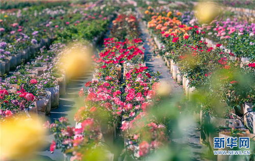 月季花开， 晋宁产业焕发新活力