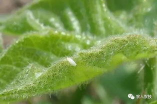 防治水稻稻蓟马，水稻的守护神