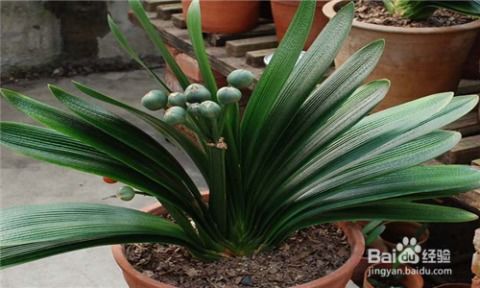 给君子兰杀菌， 用农药不如用点它，平安方便高效