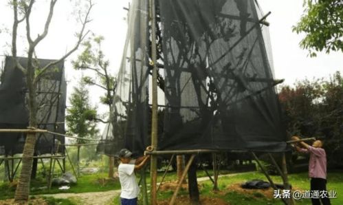 夏天移栽树木， 遮阴时间有讲究